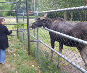 Mała samiczka łosia zgubiła mamę. Schronienie znalazła w bydgoski zoo [ZDJĘCIA, WIDEO]