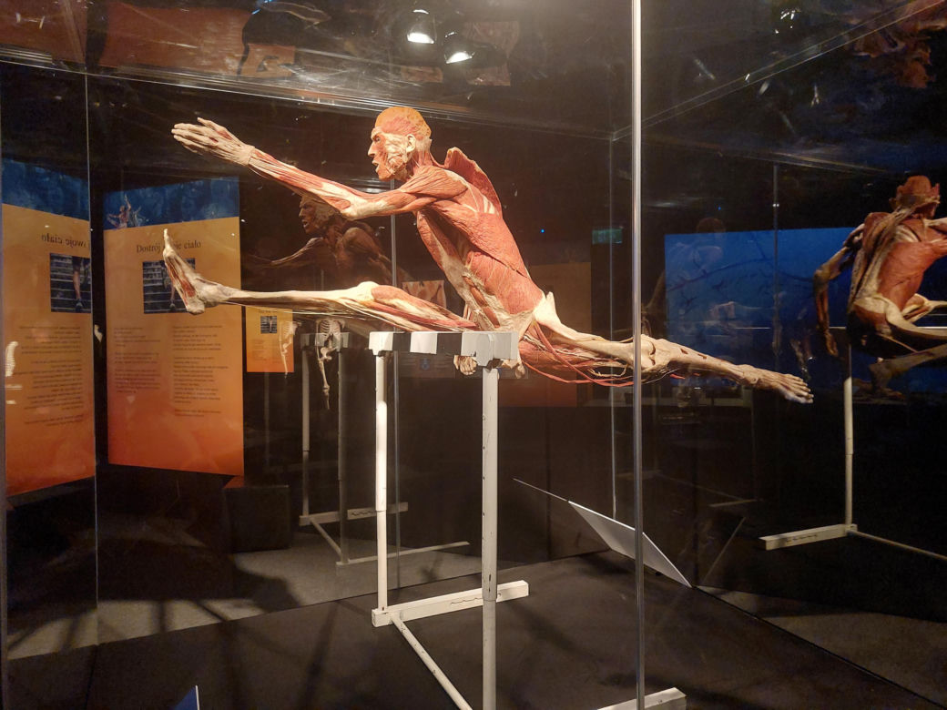 Wystawa Body Worlds w Szybie Wilson w Katowicach
