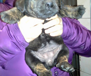 Kochane szczeniaki do adopcji! Nikt ich nie chciał...