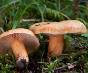 Grzyby świętokrzyskie