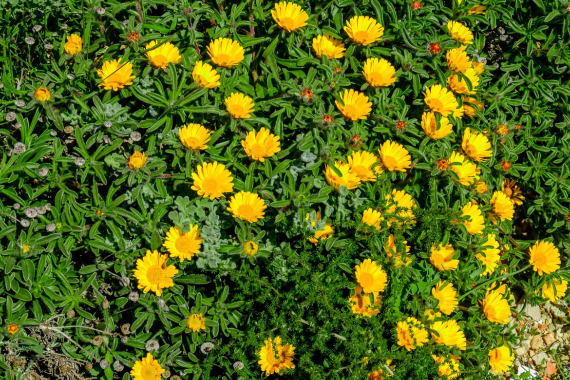 Asteriscus nadmorski