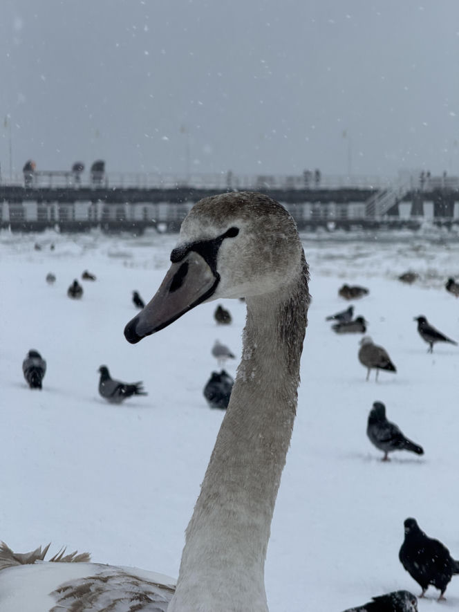 Bałtyk zimową porą, uchwycony w kadrach