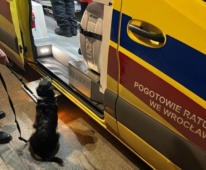 Bohaterski pies z Wrocławia uratował swojego 71-letniego pana