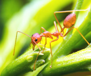 Solenopsis invicta