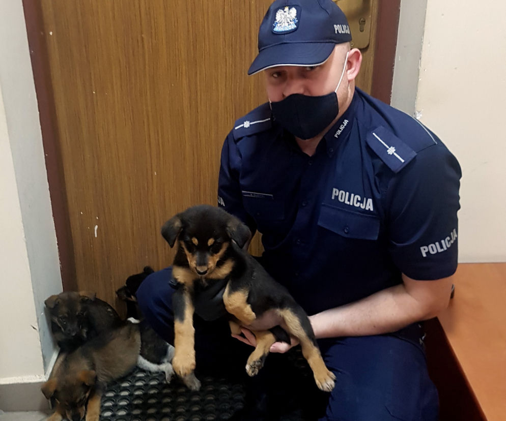 Pepłowo. Wyrzucił dziewięć szczeniaków prosto na drogę! Błąkały się między przejeżdżąjącymi autami!