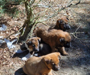 W lesie porzucono szzczenięta