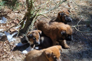 W lesie porzucono szzczenięta