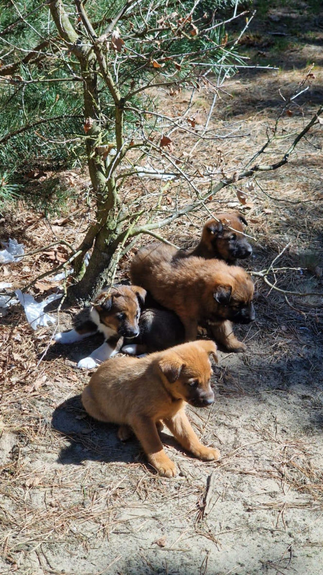 W lesie porzucono szzczenięta