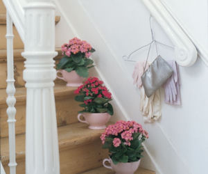 Kalanchoe na schodach
