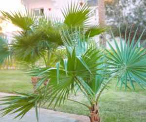 Waszyngtonia nitkowata