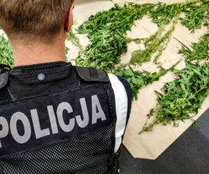 Nielegalna uprawa konopi w gminie Juchnowiec Kościelny