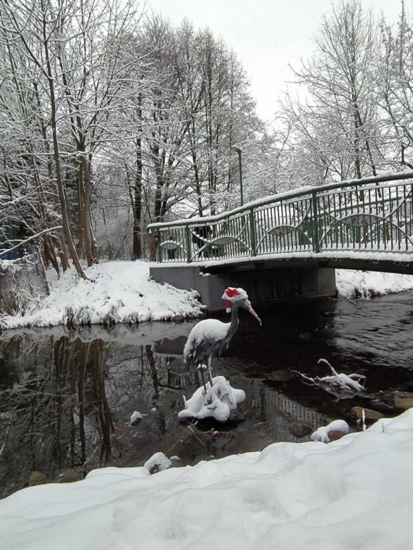 Zima w Węgorzewie 2024. Mazurskie miasto pod grubą warstwą białego puchu [ZDJĘCIA]