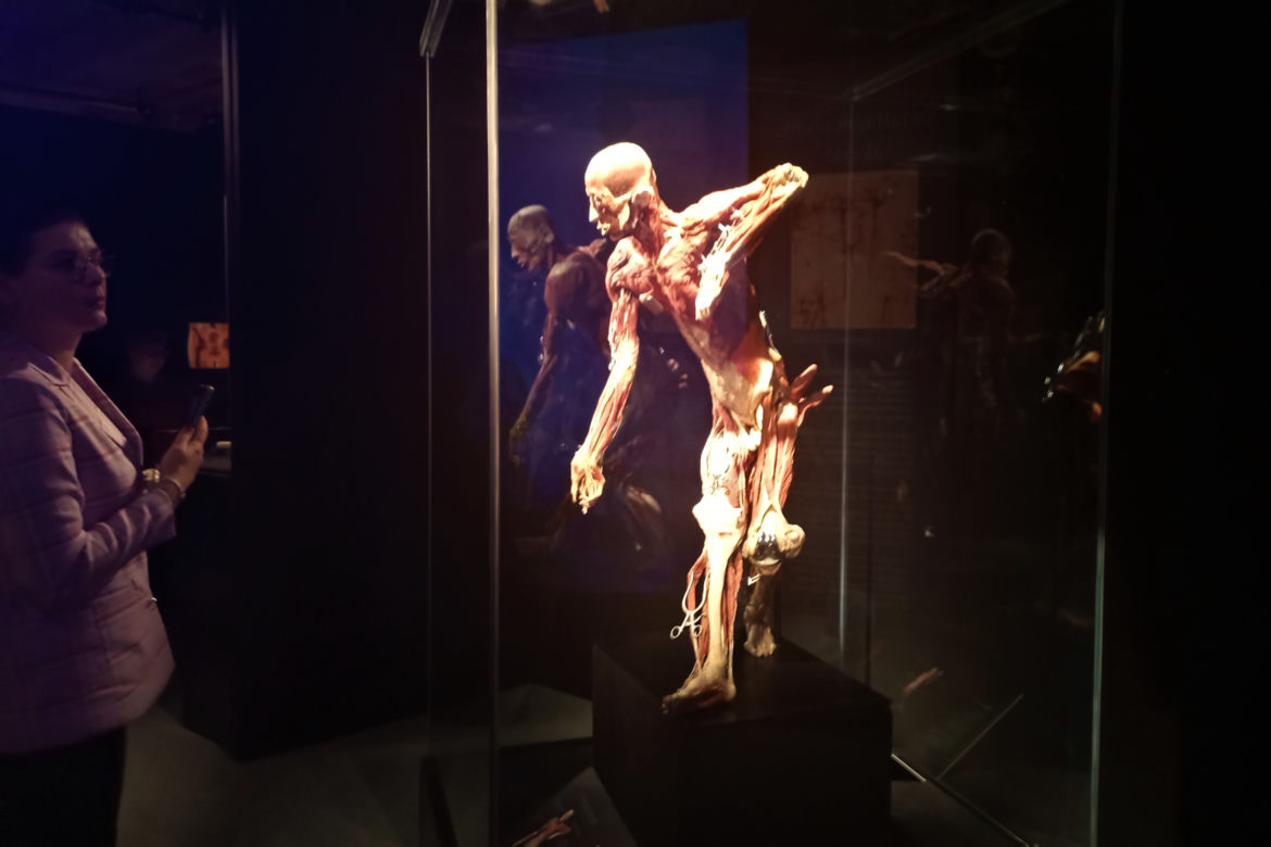 Wystawa Body Worlds w Szczecinie