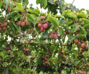 aktinidia
