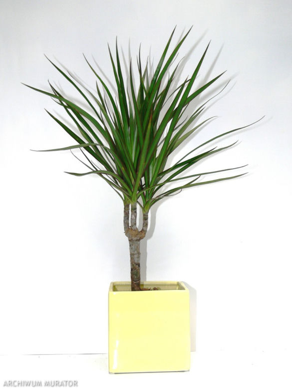 Dracena