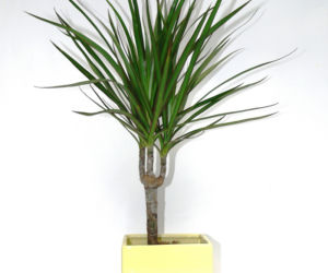 Dracena