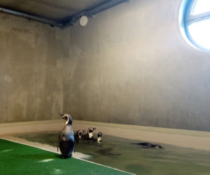 Tak prezentują się pingwiny w śląskim ZOO. Kiedy będzie można je odwiedzać? [ZDJĘCIA, WIDEO]