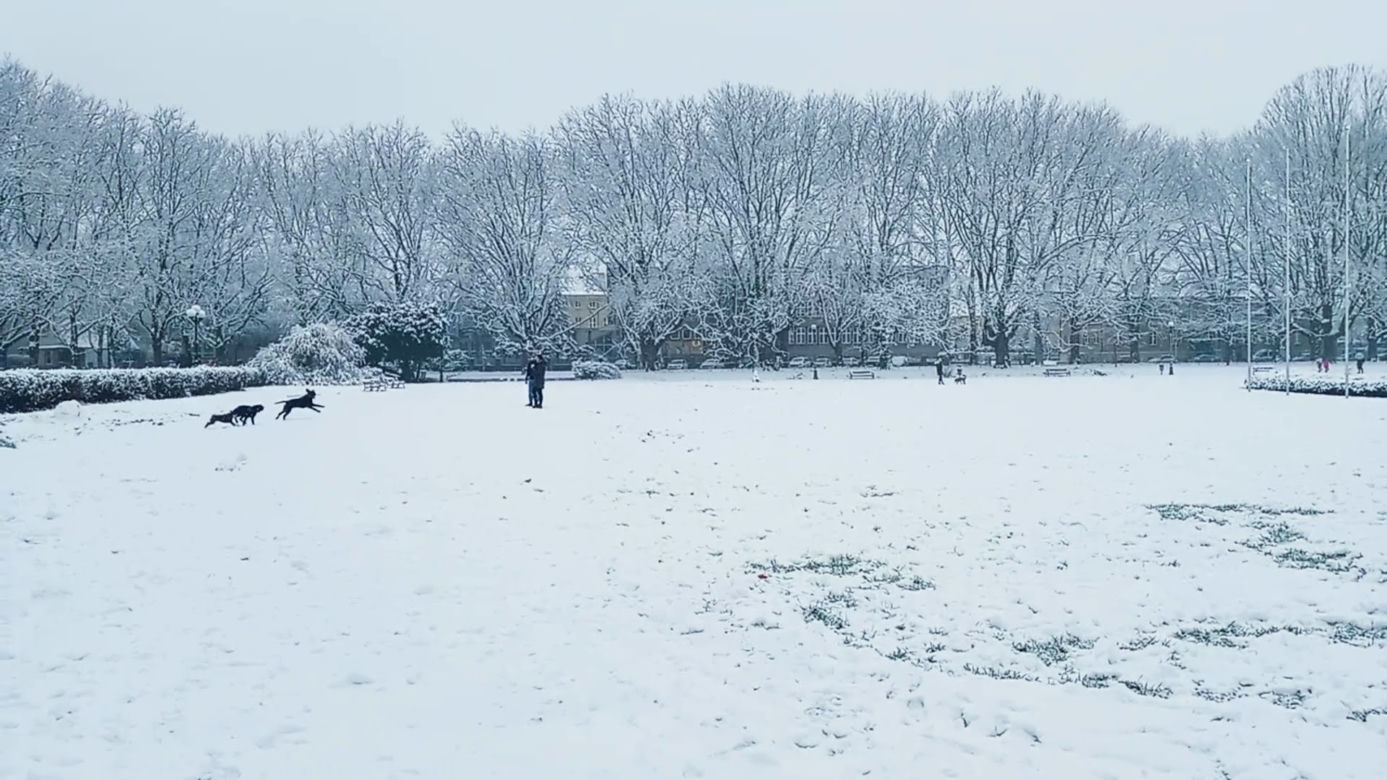Pierwszy śnieg w Szczecinie