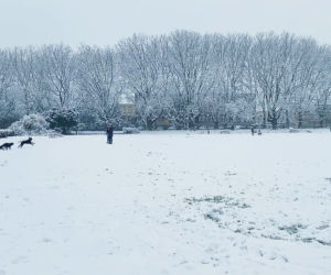 Pierwszy śnieg w Szczecinie