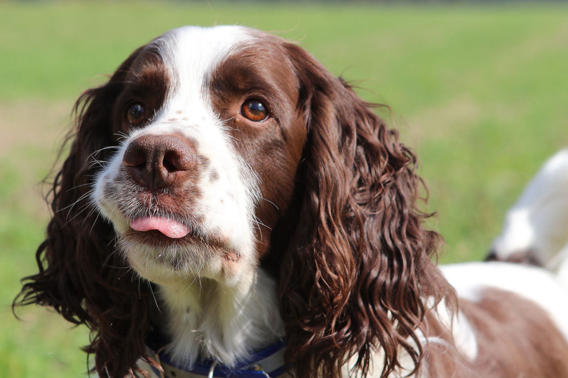 COCKER SPANIEL 