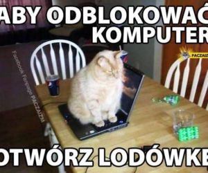 Dzień Kota 2021. Rasowe, dachowce, małe i duże. Dziś KOTY mają swoje święto [MEMY]
