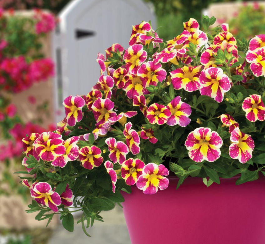 Calibrachoa Candy Bouquet