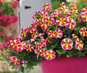 Calibrachoa Candy Bouquet