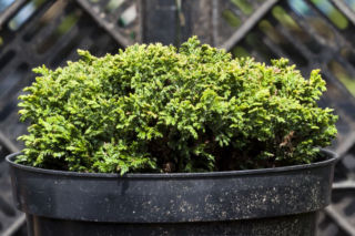 Cyprysik groszkowy 'Nana Bergs' - Chamaecyparis pisifera 'Nana Bergs'
