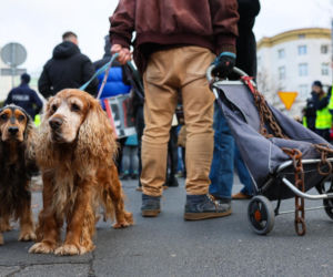 Wielki Marsz dla Zwierząt przeszedł ulicami Warszawy. Zerwijcie łańcuchy, odrzućcie weto