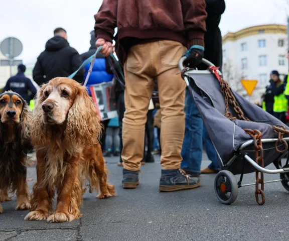 Wielki Marsz dla Zwierząt przeszedł ulicami Warszawy