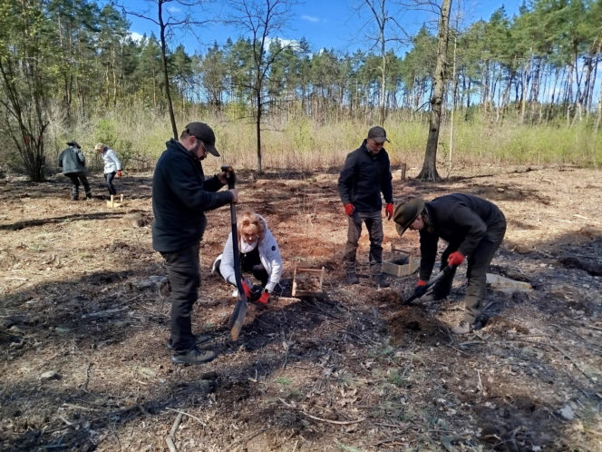 W Lesie Sekulskim rośnie już kilkaset nowych, młodych buków! Drzewa zasadzili członkowie siedleckiego samorządu i leśnicy