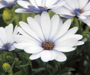 Osteospermum