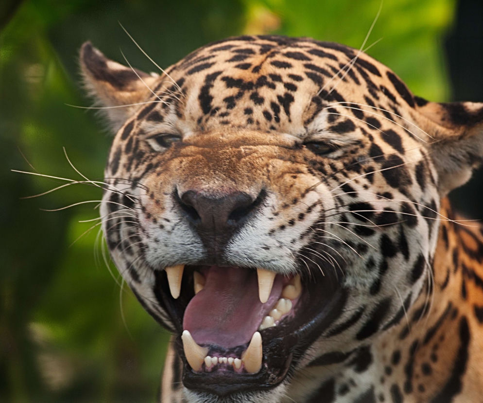 Dramatyczne sceny w zoo! Jaguar zaatakował mężczyznę, który przeszedł przez barierę bezpieczeństwa
