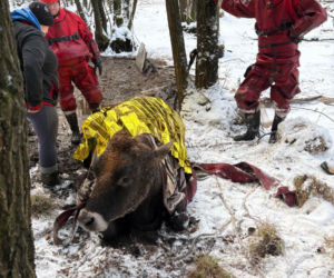 Krowa omal nie utonęła w bagnie. Z pomocą ruszyli strażacy