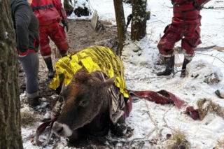 Krowa omal nie utonęła w bagnie. Z pomocą ruszyli strażacy