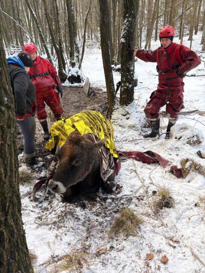 Krowa omal nie utonęła w bagnie. Z pomocą ruszyli strażacy