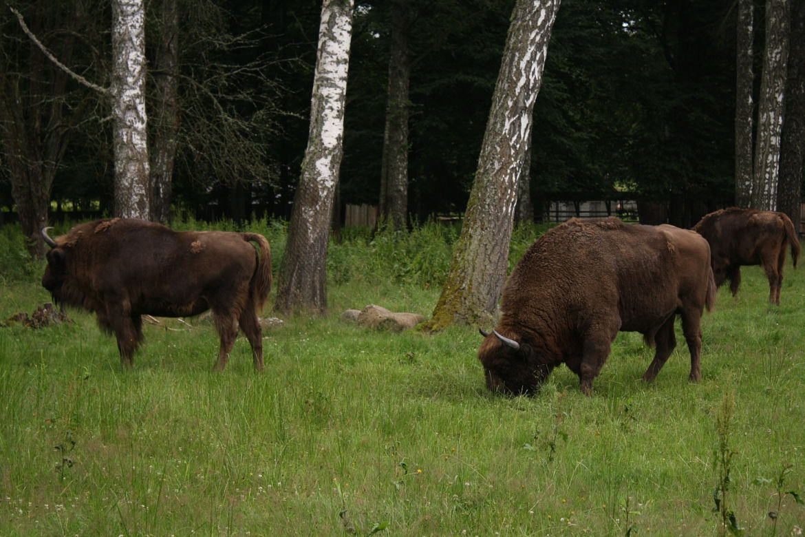 7. Białowieski Park Narodowy - żubry i rysie