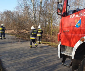 Płock. O krok od tragedii! Na drogę spadło drzewo podgryzione przez bobry! [ZDJĘCIA]