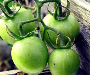 Zielone pomidory