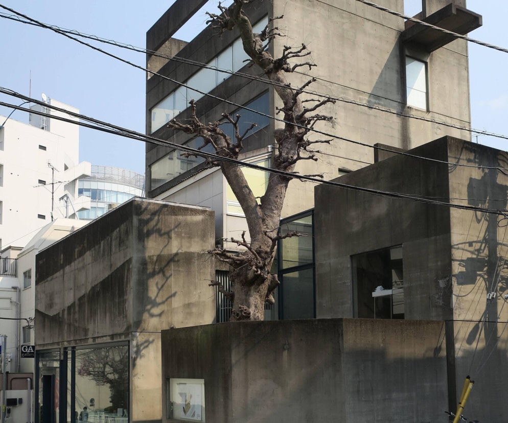 Betonowy budynek GA Gallery w Tokio z charakterystycznym drzewem. O wystawie w Japonii przeczytasz w serwisie Architektura.