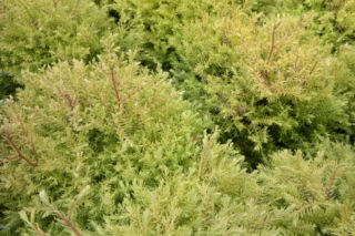 Żywotnik zachodni 'Rheingold' - Thuja occidentalis 'Rheingold'
