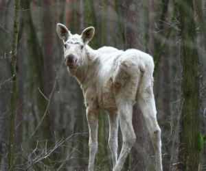 Między drzewami spacerował biały łoś! Zaskakujący widok w Kampinoskim Parku Narodowym