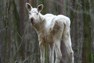 Między drzewami spacerował biały łoś! Zaskakujący widok w Kampinoskim Parku Narodowym
