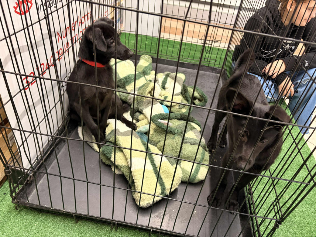 Akcja adopcyjna Fundacji Dobre Ludki w Grudziądzu