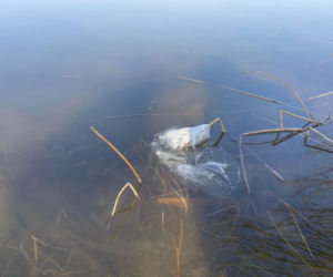 Siedleccy wędkarze chcą posprzątać okolice zalewu. Pomożecie?