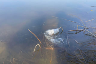 Siedleccy wędkarze chcą posprzątać okolice zalewu. Pomożecie?