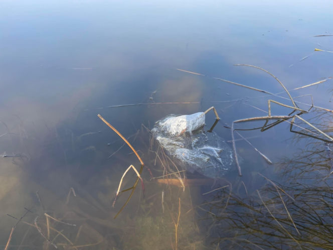 Siedleccy wędkarze chcą posprzątać okolice zalewu. Pomożecie?