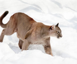 Poszukiwania groźnego drapieźnika. Alarm w gminie był na wyrost?