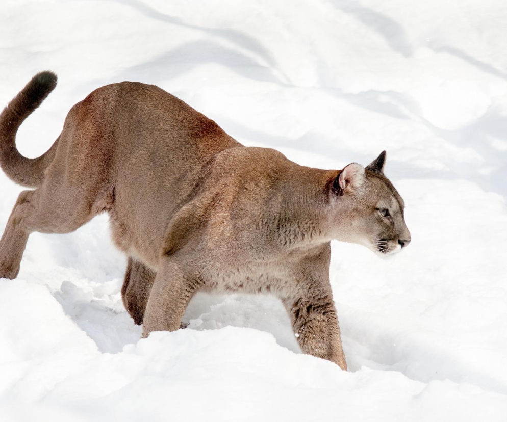 Puma - zdjęcie ilustracyjne