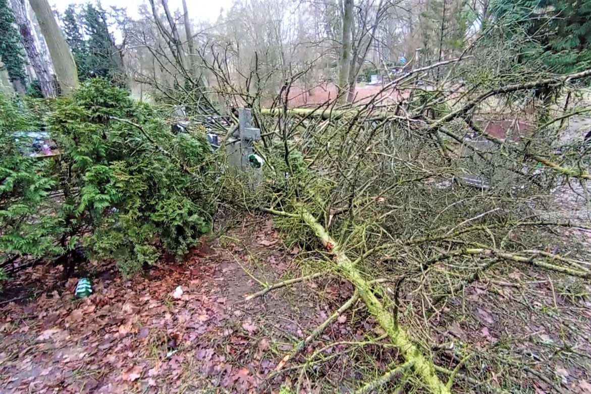 Powalone drzewo na Cmentarzu Centralnym w Szczecinie